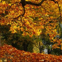 Золото осени :: Юрий. Шмаков