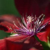 Клематис :: Сергей 