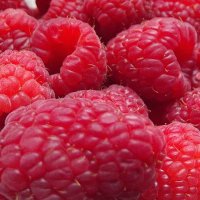 Осенняя малина :: Freddy 97