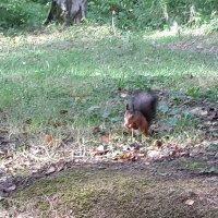 Павловск, Павловский парк :: Галина Минчук