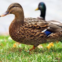 пернатые в городе :: Олег Лукьянов