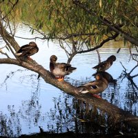 Отдых на дереве :: Roman stories -