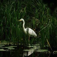 В поисках  еды :: Юлия Закопайло
