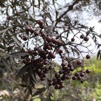 Бузина чёрная :: Ирэн 