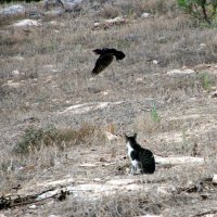 Не успел :: Аркадий Басович