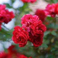 *** :: Иваннович *