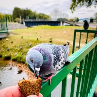 Перекус :: Игорь Чичиль Перекус :: Игорь Чичиль