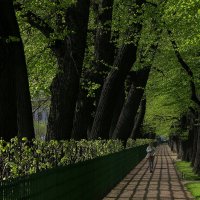 Летний сад :: Василий Богданов