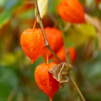 Осень :: Александр 