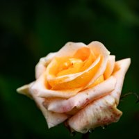 Роза :: Александр 