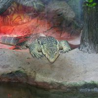 Варан. :: Alex 711402