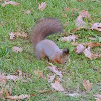 Белка в парке. :: Alex 711402