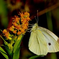 опять про бабочек 49 :: Александр Прокудин