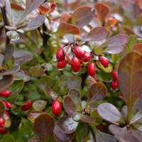 Октябрь - месяц особого очарования! ... :: Галина 