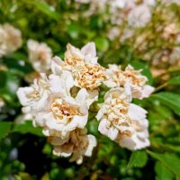 Розы :: Veera V Розы :: Veera V