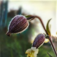 Замороженный :: AZ east3