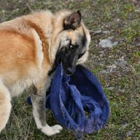 Трепач :: Сергей Шаврин