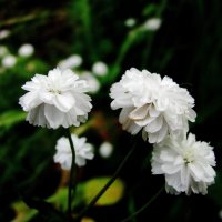 Нежность :: Людмила Смородинская