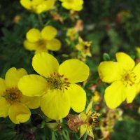 Лапчатка цветёт :: Людмила Смородинская