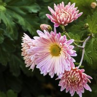 Хризантемы :: Валентин Семчишин