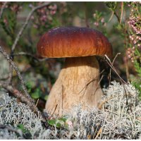 Царь... :: Aleksandr Gal