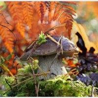 *** :: Aleksandr Gal