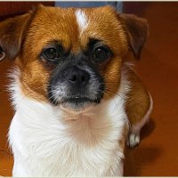 ЯША. :: Валерия Комова