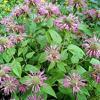 Цветы. :: Владимир Драгунский