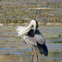 Серая цапля :: Николай Волков Серая цапля :: Николай Волков