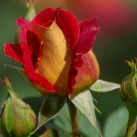 Роза возле моего гаража :: Игорь Сикорский