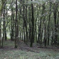 Кавказский лес :: Ольга Кавказский лес :: Ольга