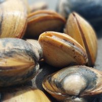 Дары залива Анива :: ИРЭН@ . Дары залива Анива :: ИРЭН@ .