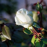 Осенние розы :: Светлана Тихонина