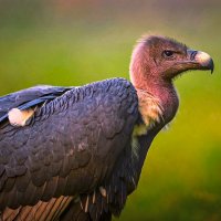 Африканский белогорлый гриф :: Aleksey Afonin