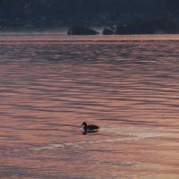 рассвет на оз. Таватуй :: Елена Шаламова