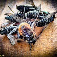 СЛАДКОЕЖКИ - МУМИИ :: HART BAD