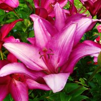 Лилии. :: VasiLina *