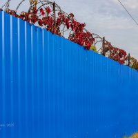 Дикий виноград на колючке :: Александр Синдерёв