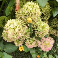 Курск. В саду у дома :: Ирэн 