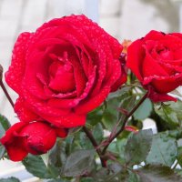 Осенние розы :: Лариса С.