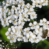 *** :: Лариса С.