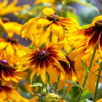 Солнца вам в ленту :: IRinA*** Солнца вам в ленту :: IRinA***