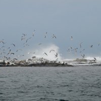 Нерпы в бурном море. :: Ирина Нафаня Нерпы в бурном море. :: Ирина Нафаня