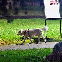 ВЕЧЕРНЯЯ   ПРОГУЛКА :: Анатолий Малобродский