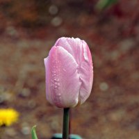 Розовое очарование :: Ната57 Наталья Мамедова