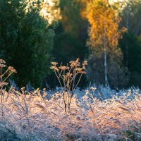 Холодное утро :: Александр 