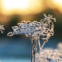 На рассвете :: Александр 