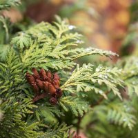 ... :: Светлана Ищенко ... :: Светлана Ищенко