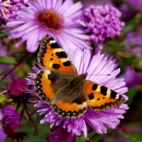 бабочки, снятые сегодня 3 :: Александр Прокудин бабочки, снятые сегодня 3 :: Александр Прокудин