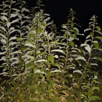 кусты :: fogmeadowww m